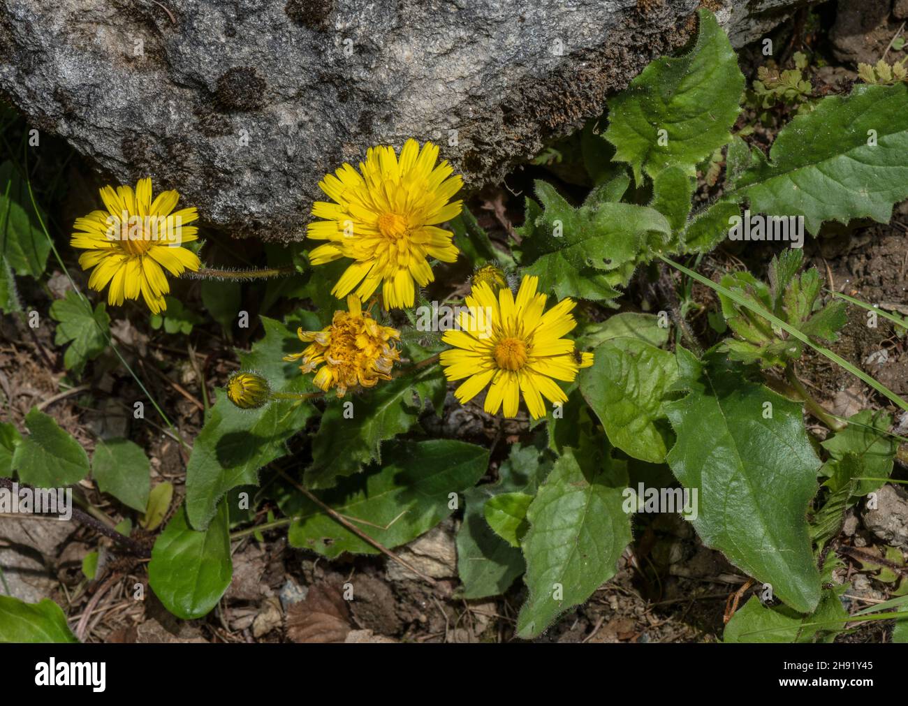 A dwarf alpine hawkweed, Hieracium humile in flower, Italian Alps. Stock Photo