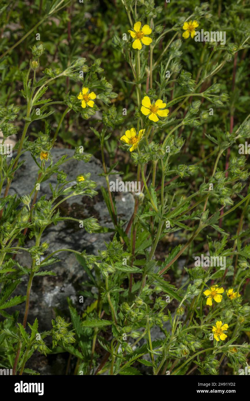 Sulphur cinquefoil, Potentilla recta in flower in the Alps. Stock Photo
