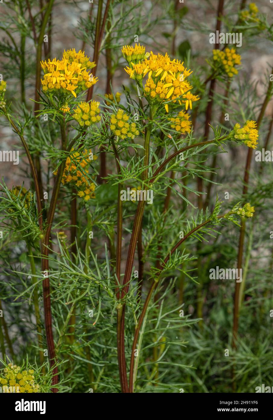 Adonis-leaved groundsel, Jacobaea adonidifolia, in flower in the Alps. Stock Photo