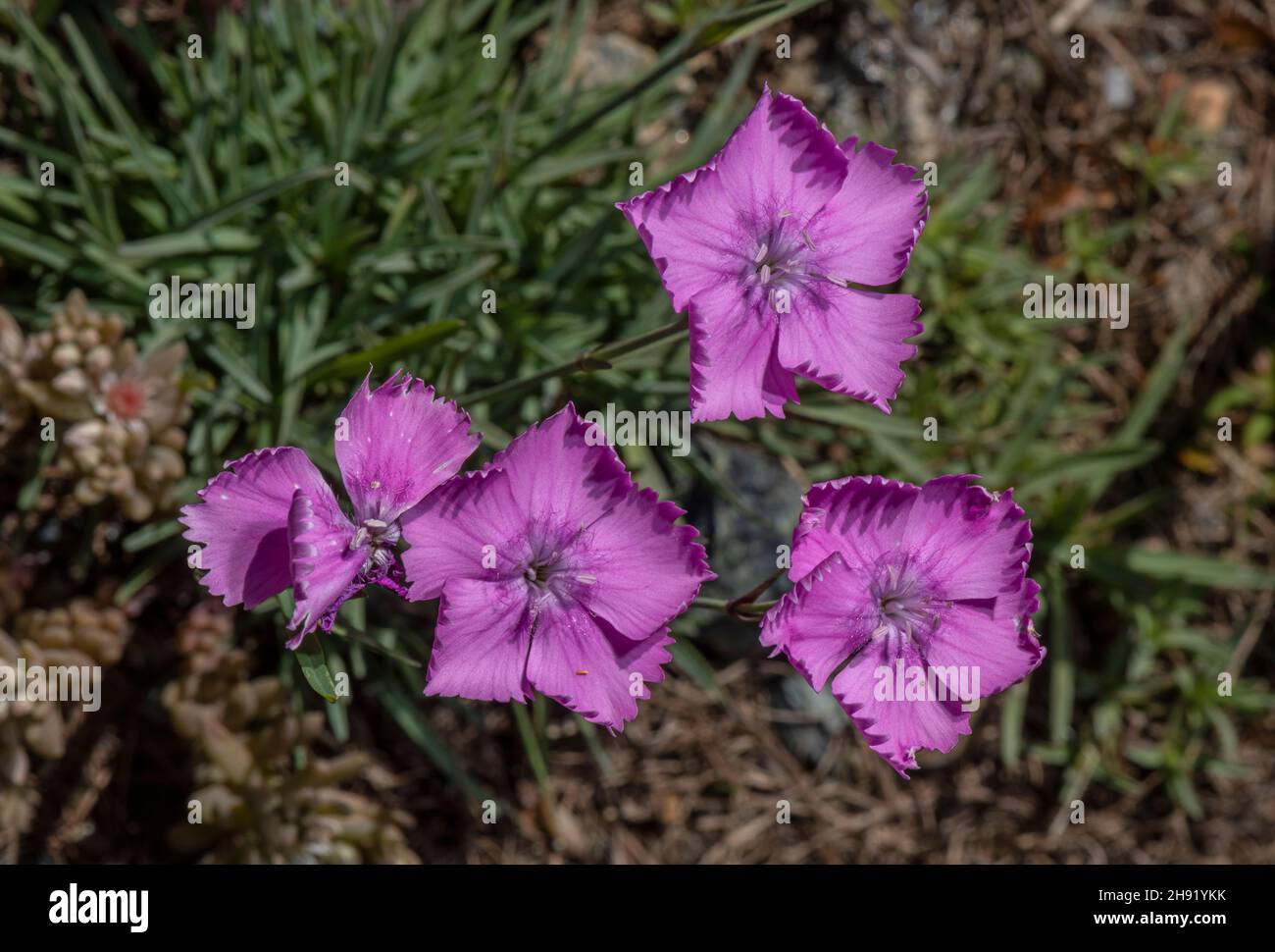 Cheddar pink, Dianthus gratianopolitanus, in flower, French Alps. Stock Photo