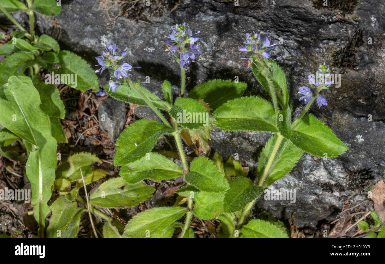 Heath speedwell, Veronica officinalis, in flower in rocky grassland Stock Photo Alamy