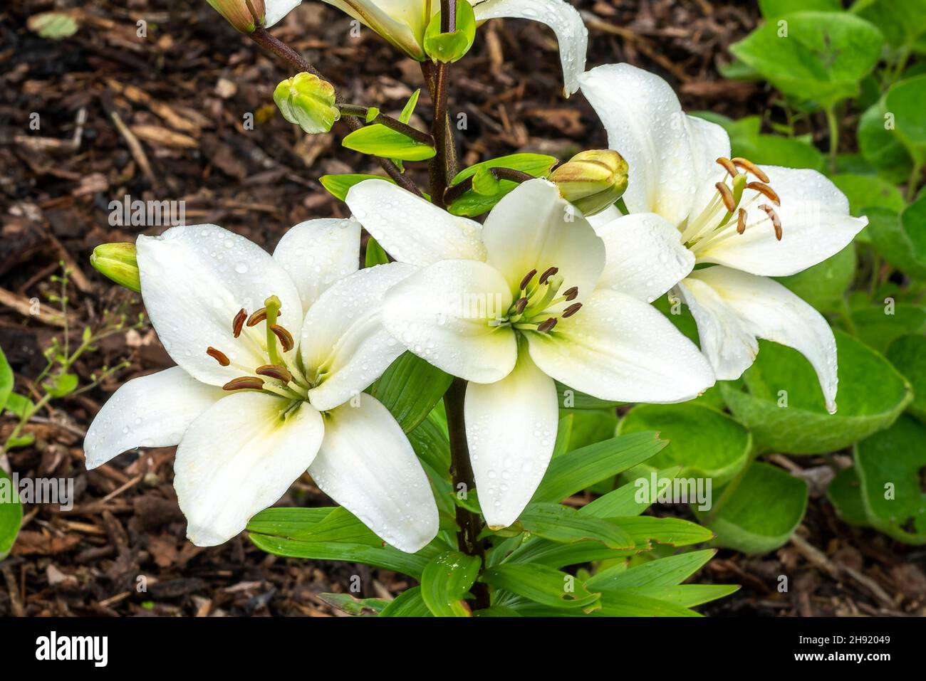 Lily 'Navona' (lilium) a summer flowering bulbous plant with a white