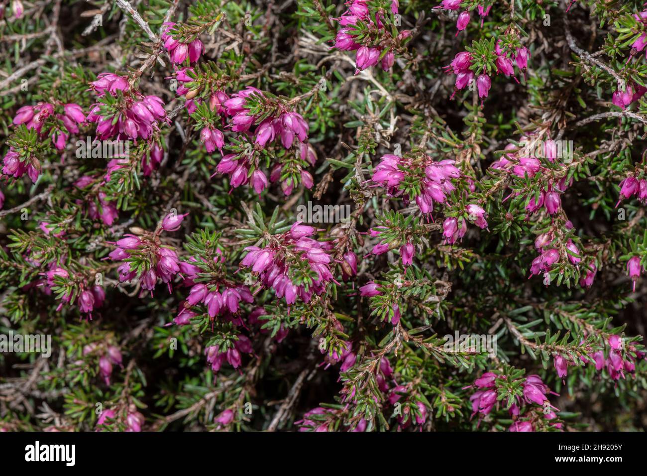 Winter heath, or alpine heath, Erica carnea, in flower in the Italian Alps. Stock Photo