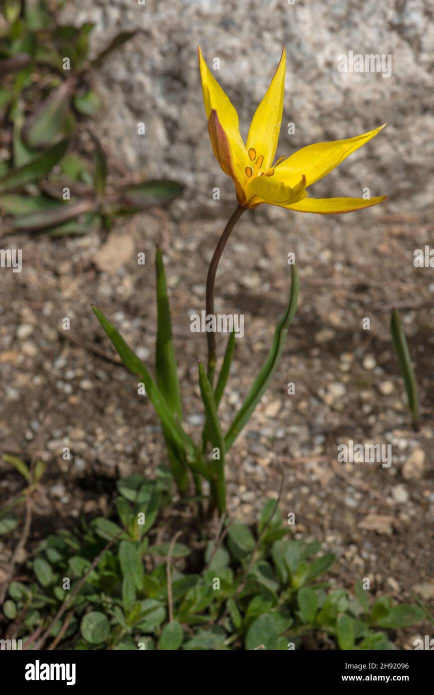 Southern Wild Tulip, Tulipa sylvestris ssp australis, in flower in the Alps. Stock Photo