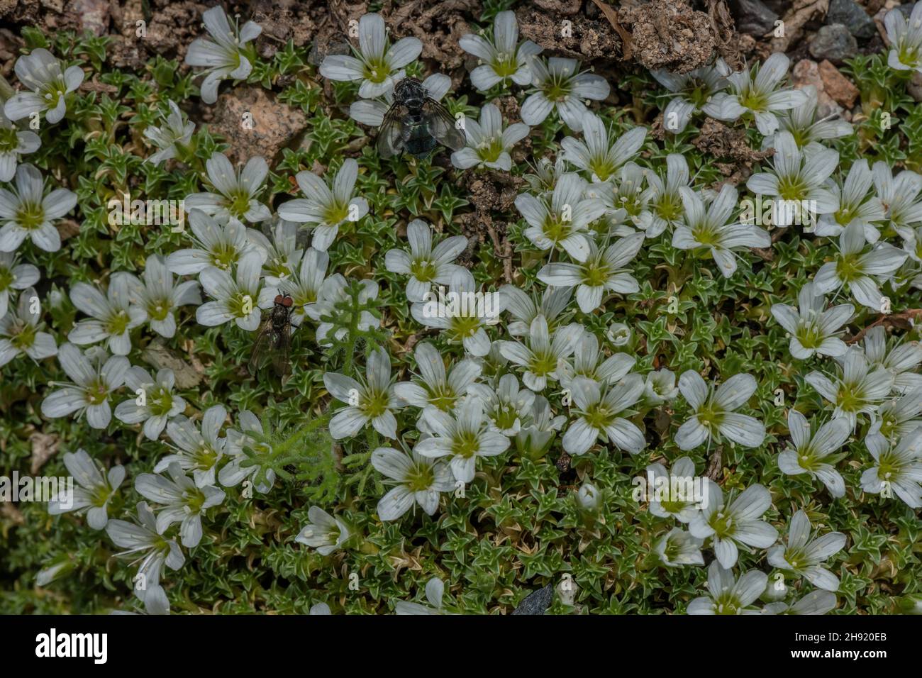 Spanish Sandwort, Arenaria tetraquetra in flower in the Pyrenees. Stock Photo