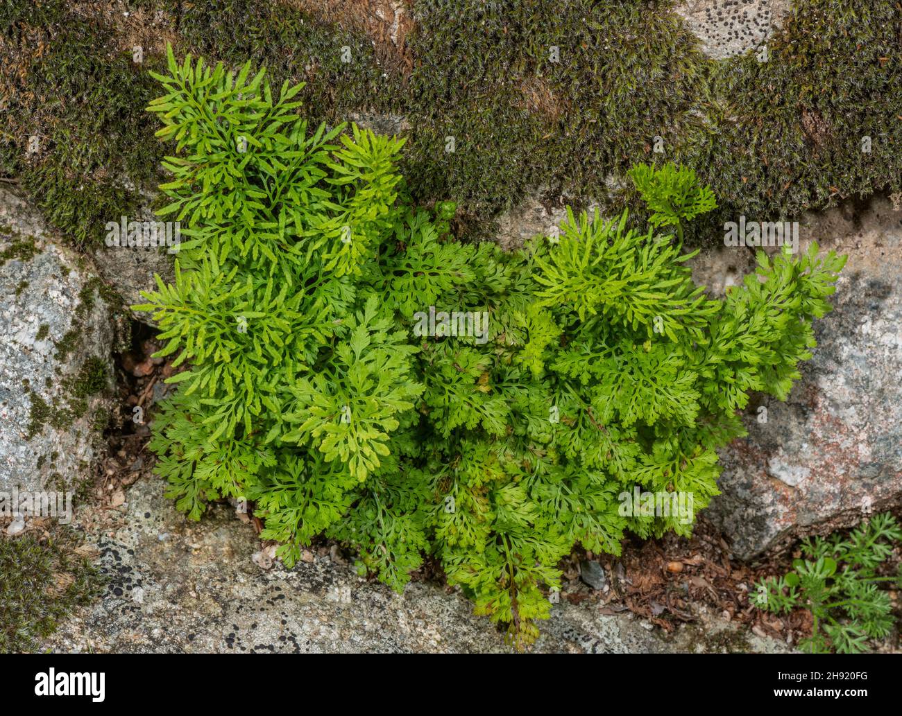 Parsley fern, Cryptogramma crispa, with fertile and sterile fronds in crevice in acid rock. Stock Photo