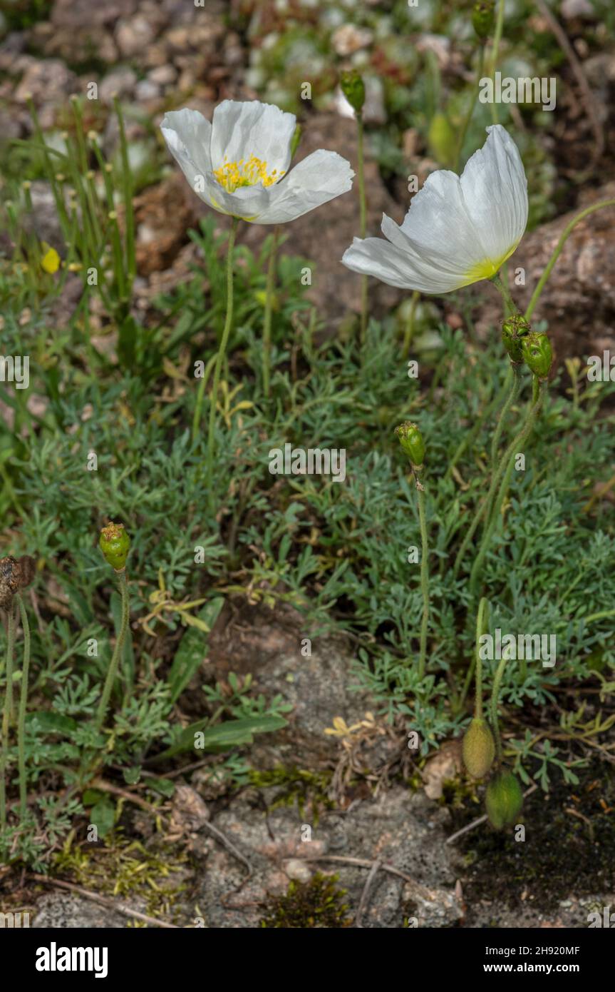 Alpine poppy, Papaver alpinum, in flower. Stock Photo