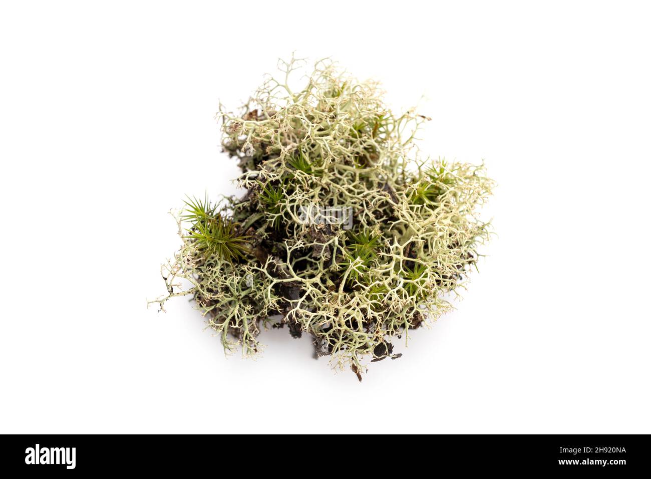 Lichen isolated on white background Stock Photo