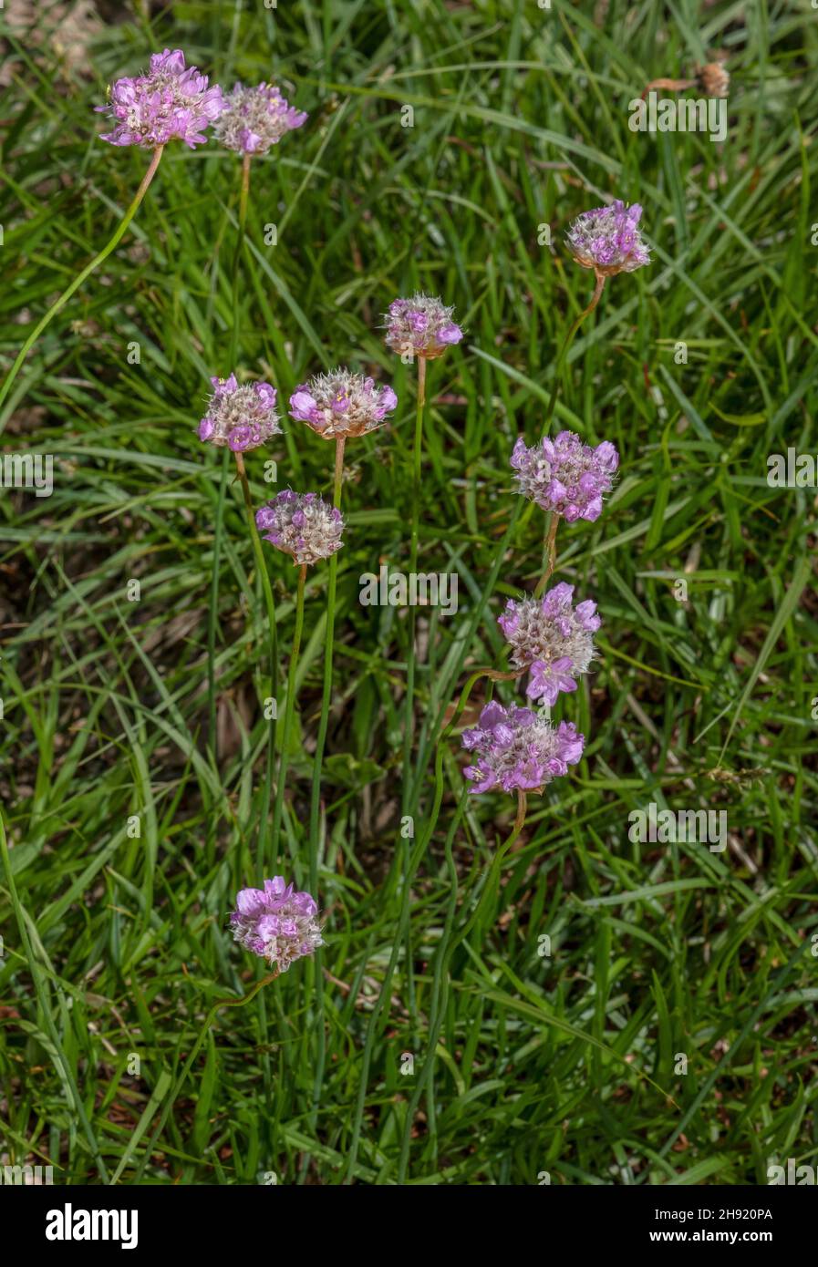 Alpine Thrift, Armeria alpina in flower. Alps. Stock Photo