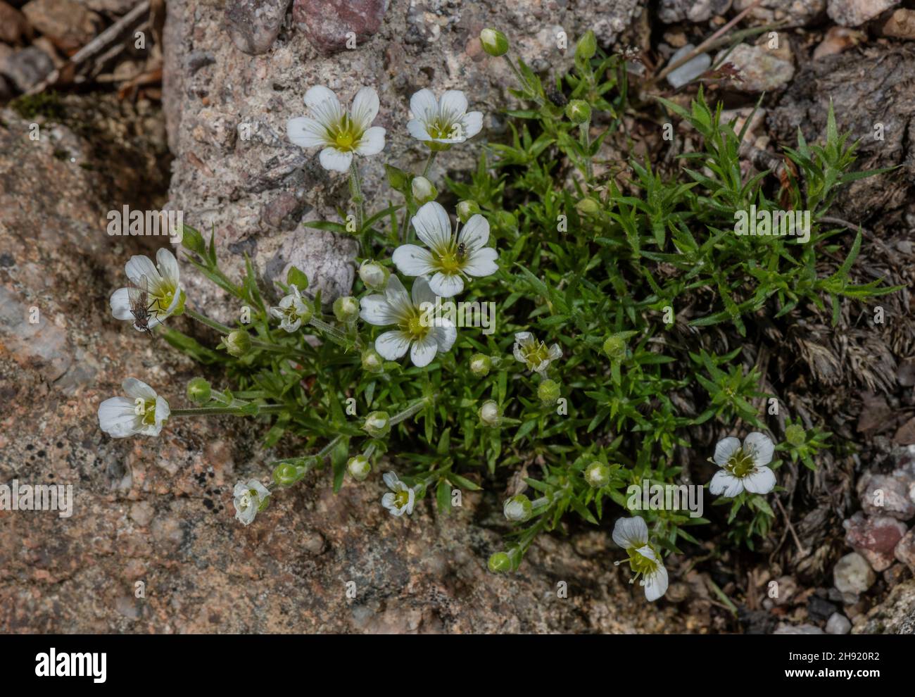 Large-flowered Sandwort, Arenaria grandiflora in flower, Alps. Stock Photo