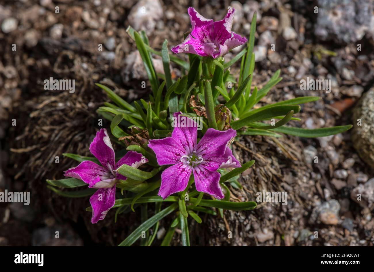 Glacier pink, Dianthus glacialis, in flower on morraine, eastern Alps. Stock Photo