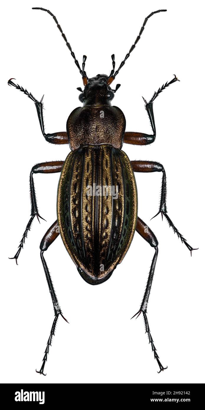 Carabus cancellatus beetle specimen Stock Photo