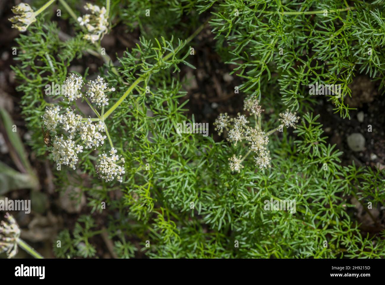 Athamanta, Athamanta cretensis, in flower on rocky slope, Alps. Stock Photo