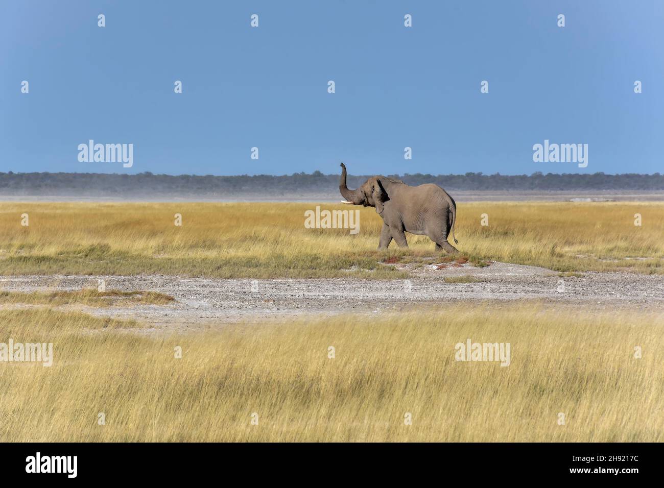 An impressive and determined male elephant walking to the left in tall grass against the horizon at Etosha Namibia smelling with it trunk elevated up Stock Photo