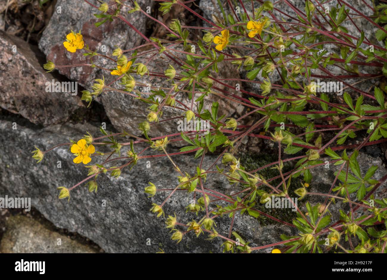 Thuringian Potentilla, Potentilla heptaphylla in flower, eastern Alps. Stock Photo