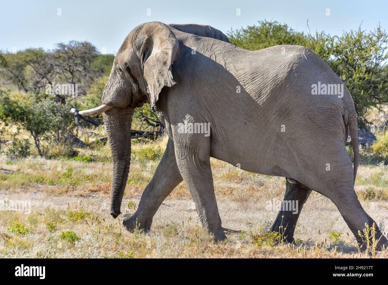 An impressive and determined male elephant walking to the left in Etosha Namibia Stock Photo