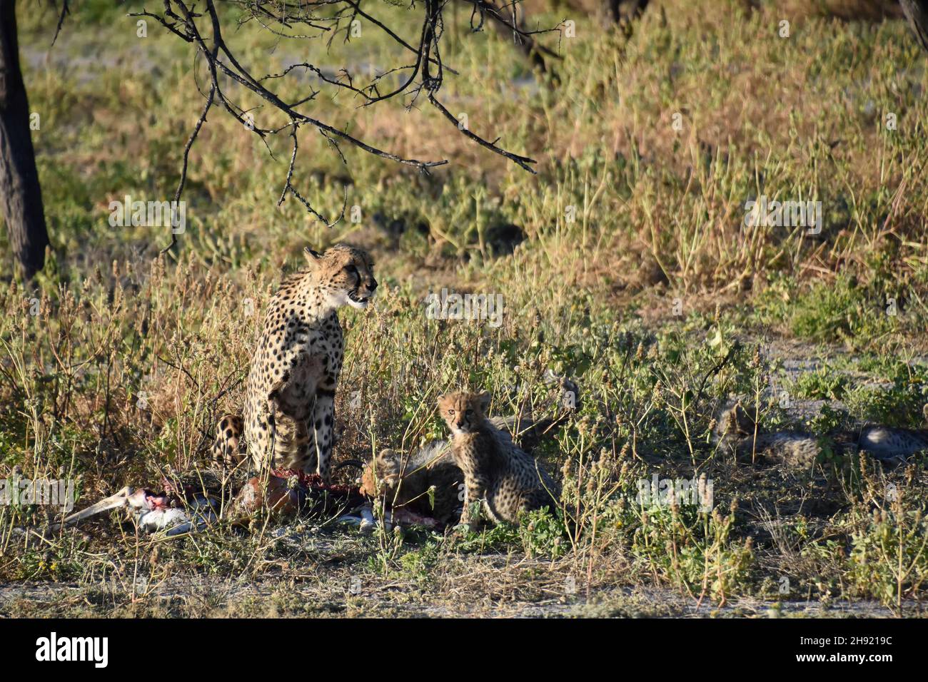 A cheetah in Etosha Namibia near a springbok that was killed to feed her cubs Stock Photo