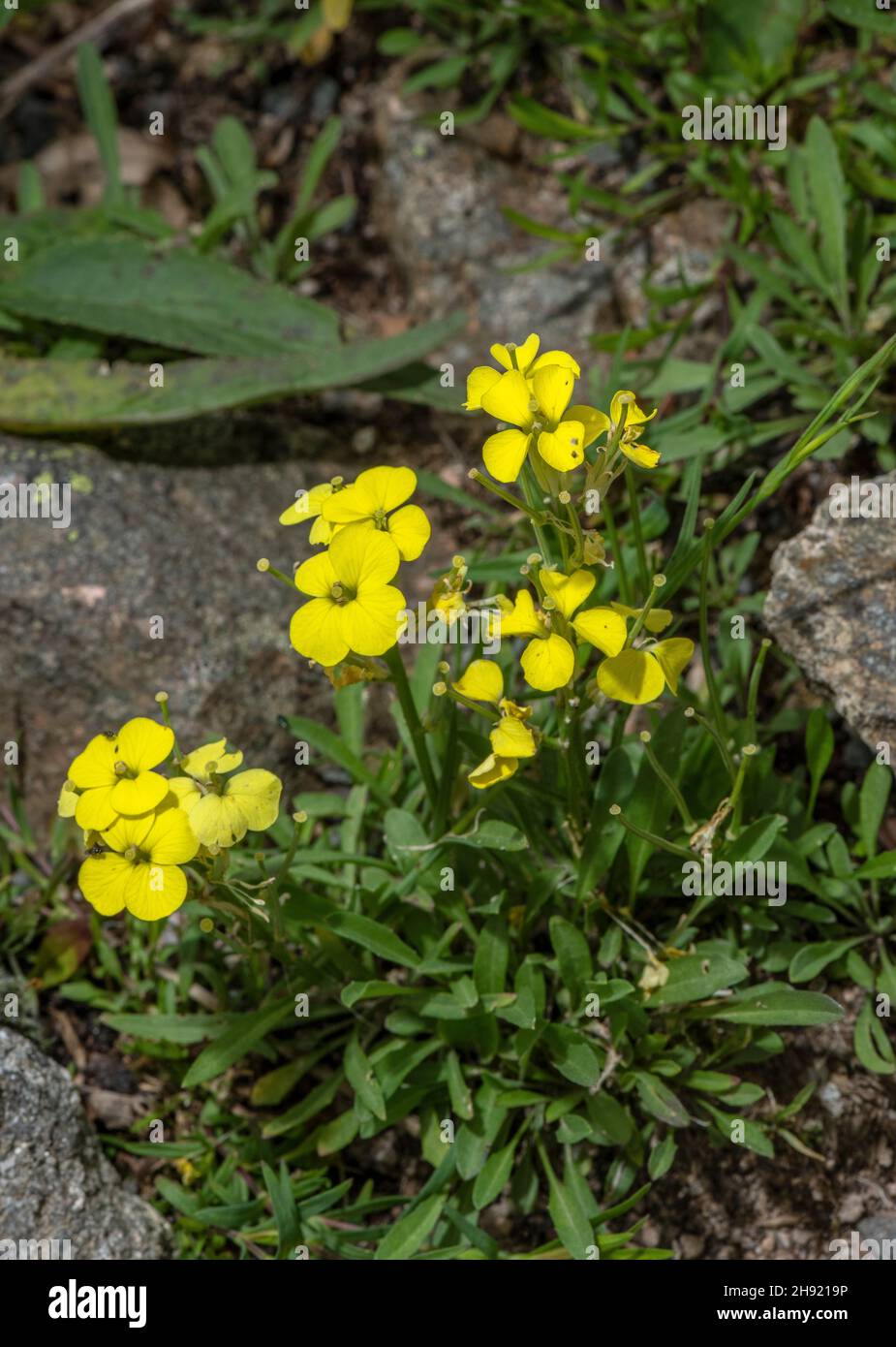 A treacle mustard or Dwarf Wallflower, Erysimum helveticum in flower, Alps. Stock Photo