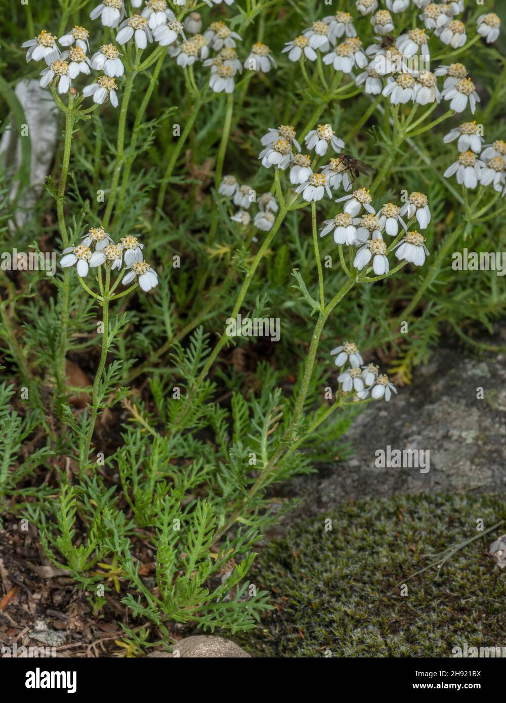Simple leaved milfoil, Achillea erba-rotta ssp moschata in flower on rocky slope. Stock Photo
