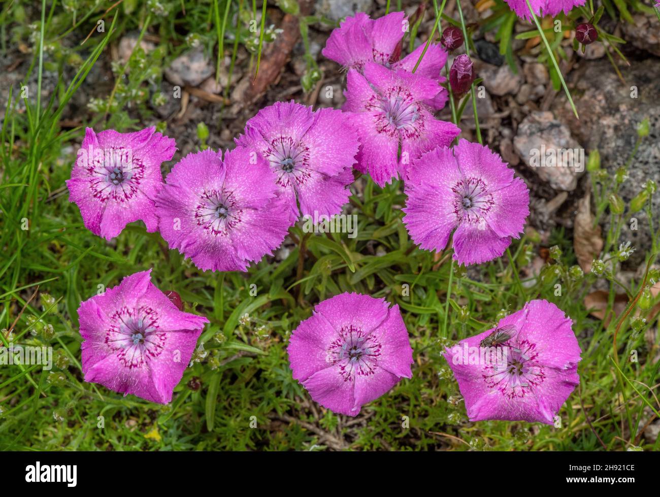 Alpine Pink, Dianthus alpinus in flower in the Austrian Alps. Stock Photo