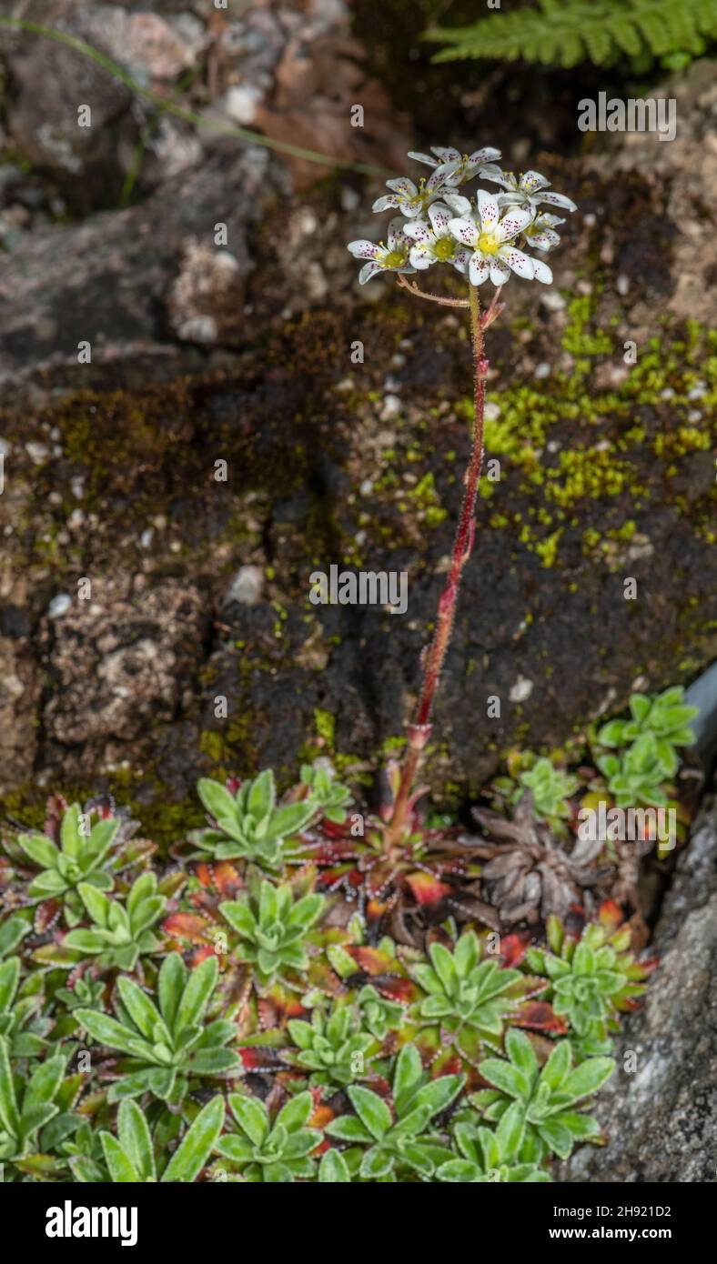 Encrusted Saxifrage, Saxifraga hostii in flower, French Alps. Stock Photo