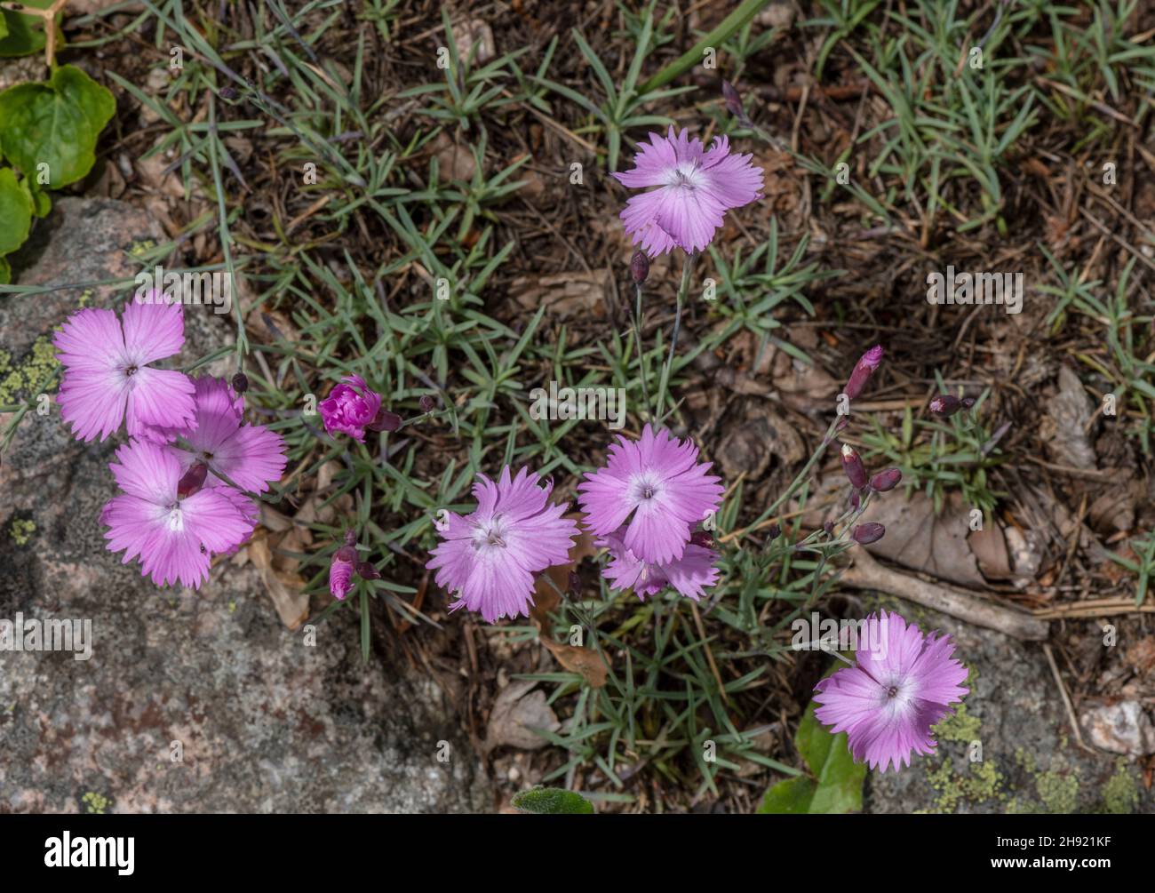Cheddar pink, Dianthus gratianopolitanus, in flower on stony bank. Stock Photo