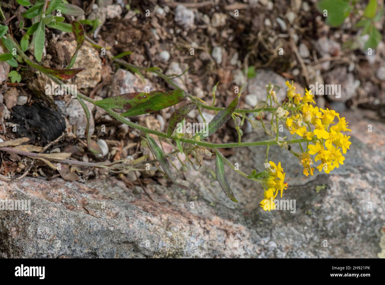 Alyssum Repens High Resolution Stock Photography and Images - Alamy