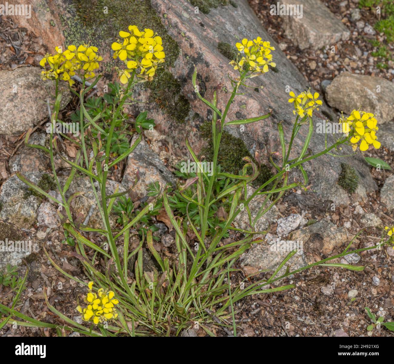 Swiss Treacle-mustard, Erysimum rhaeticum, in flower on a rocky bank, Alps. Stock Photo