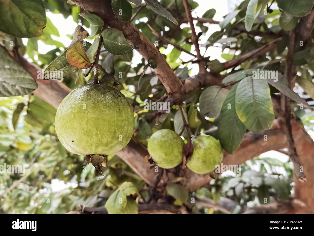 A Selective focus Picture of Guava fruit in a tree in India Stock Photo