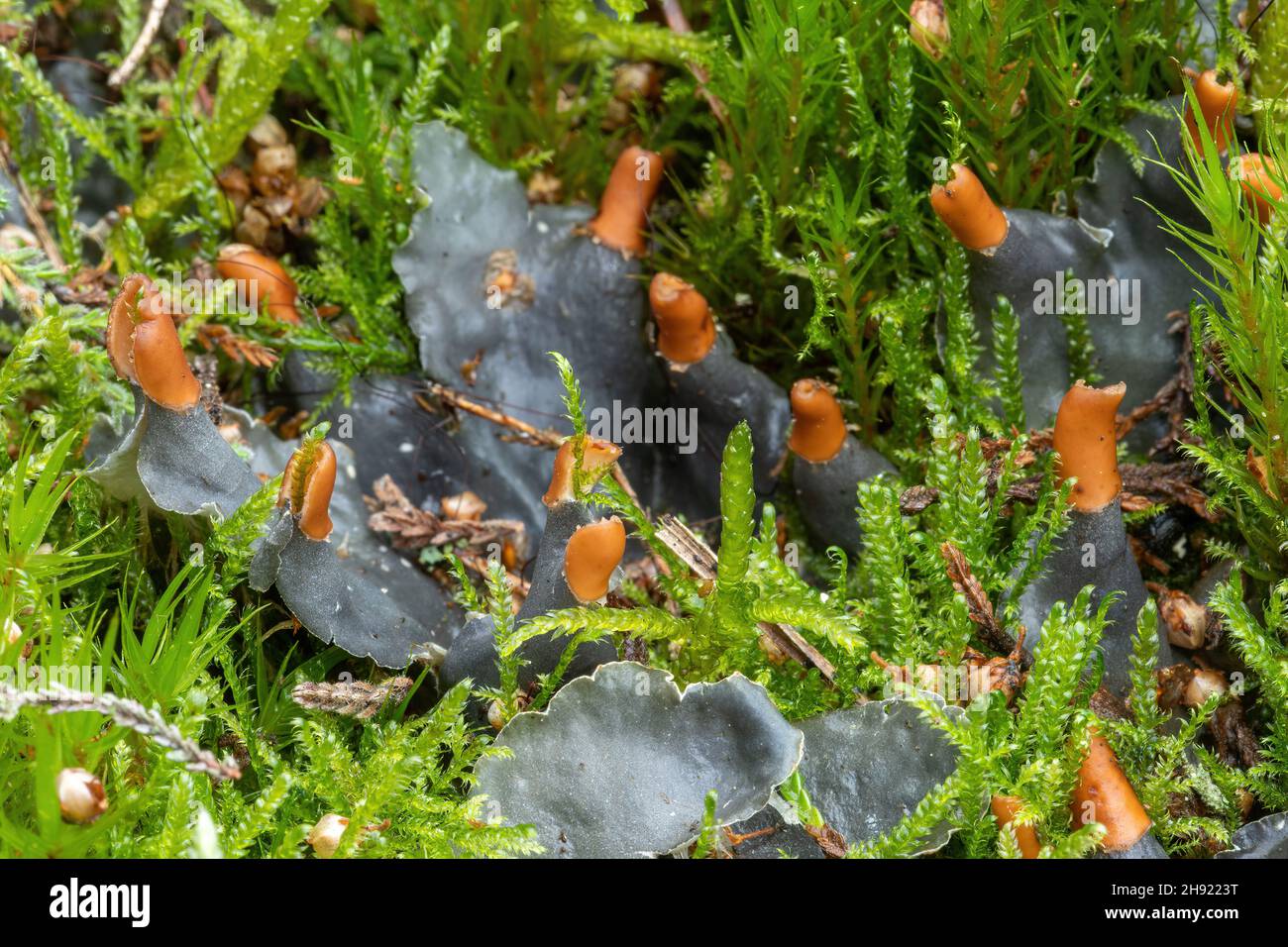 Common dog lichen (Peltigera membranacea) with fruiting bodies growing among moss on sandy heathland in Surrey, England, UK Stock Photo