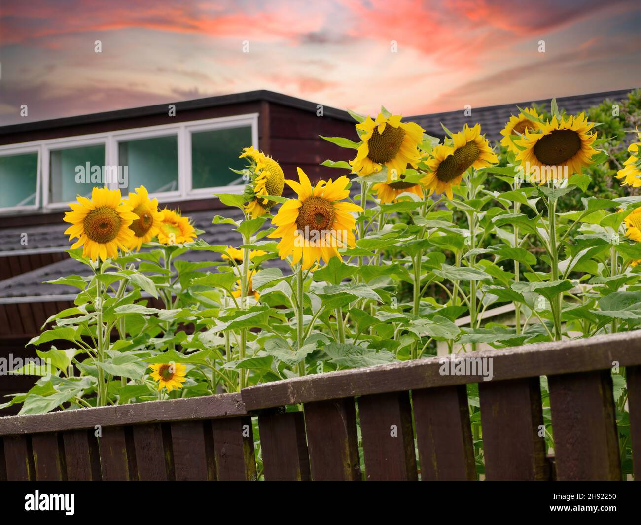 Sunflowers in front yard in hires stock photography and images Alamy