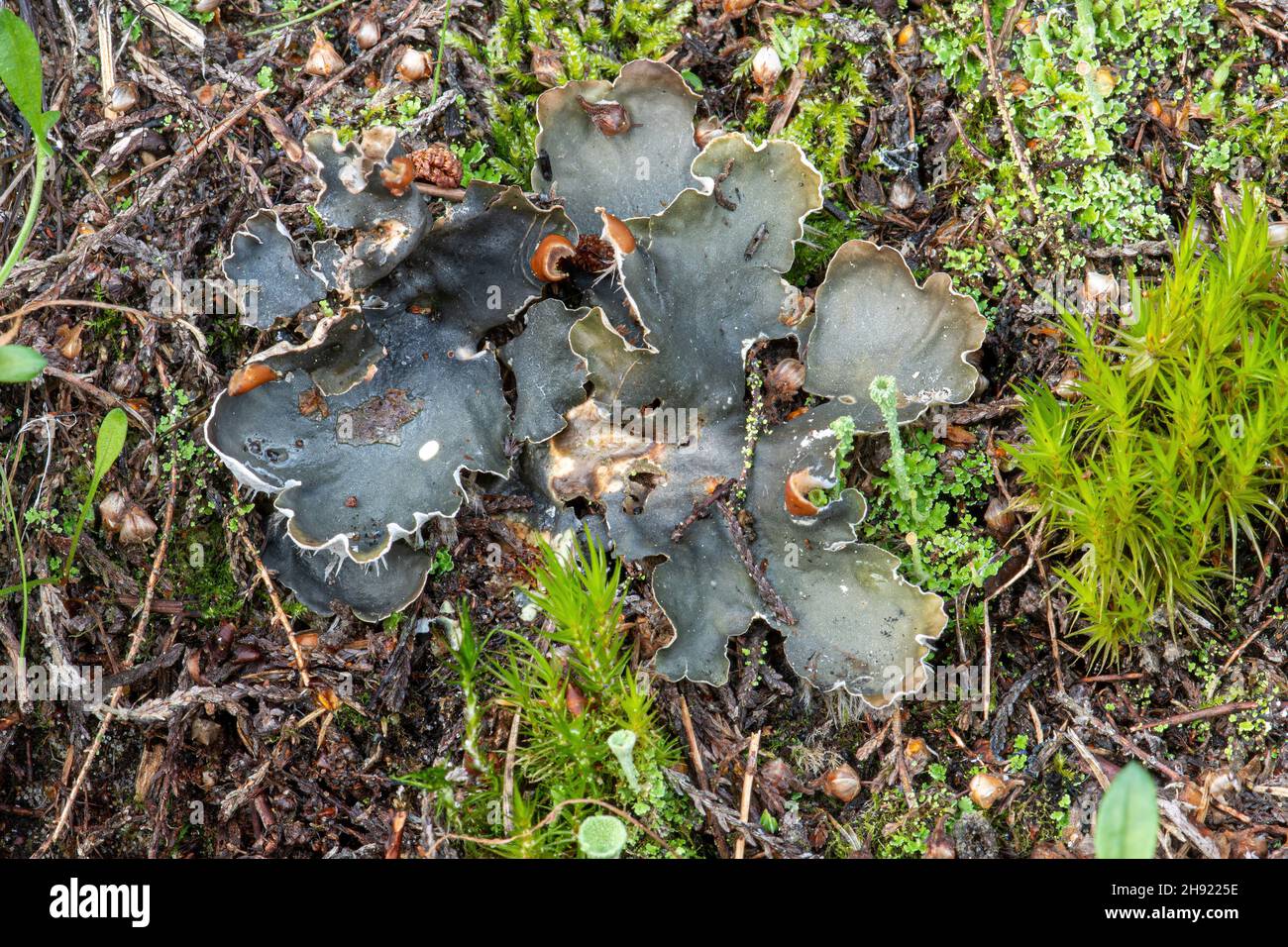 Common dog lichen (Peltigera membranacea) growing among moss on sandy heathland in Surrey, England, UK Stock Photo