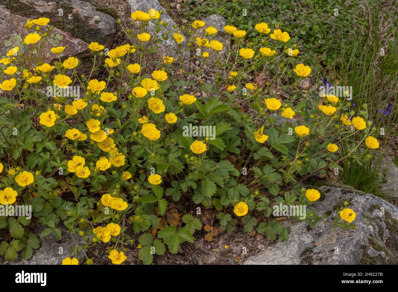 Large-flowered Cinquefoil, Potentilla grandiflora in flower. Alps. Stock Photo
