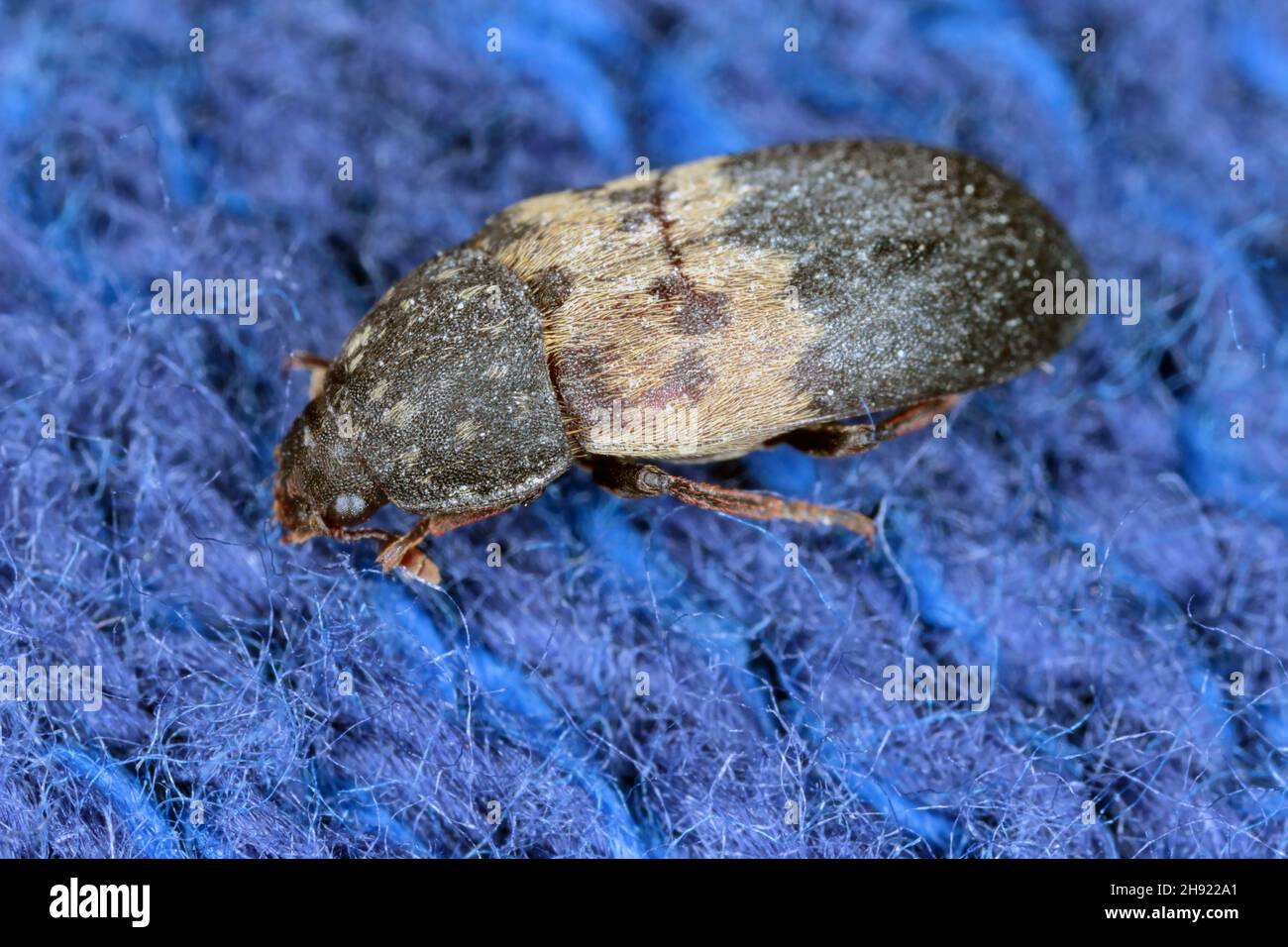 Dermestes lardarius, commonly known as the larder beetle from the family Dermestidae a skin beetles. Stock Photo
