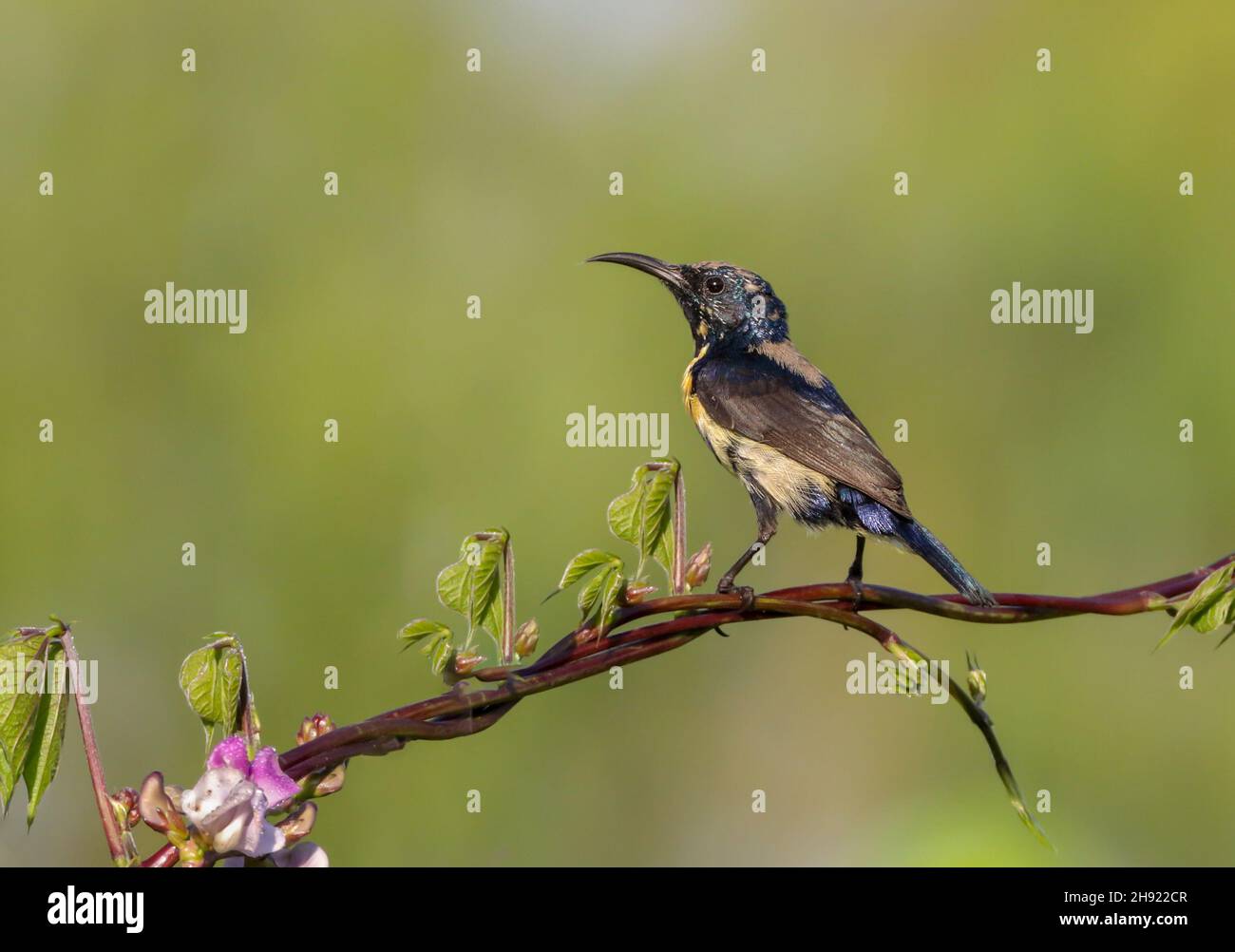 Purple Sunbird Eclipse Plumage(Male).purple sunbird is a small bird in the sunbird family found mainly in South and Southeast Asia but extending west Stock Photo