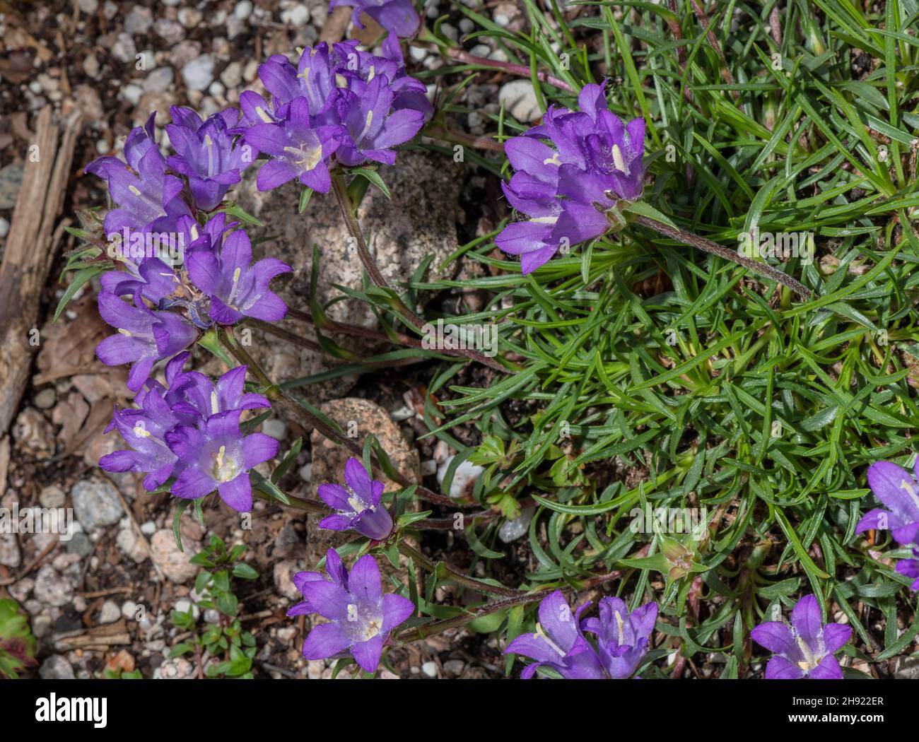 Grassy Bellflower, Edraianthus graminifolius in flower in eastern Alps. Stock Photo