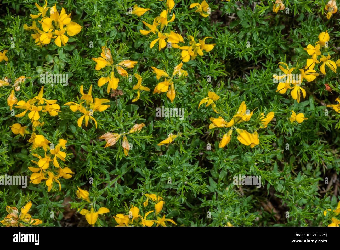 Spanish Broom, Genista hispanica ssp. occidentalis, in flower. Stock Photo