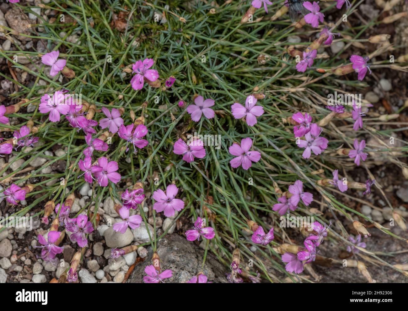 A pink, Dianthus subacaulis in flower. Pyrenees. Stock Photo