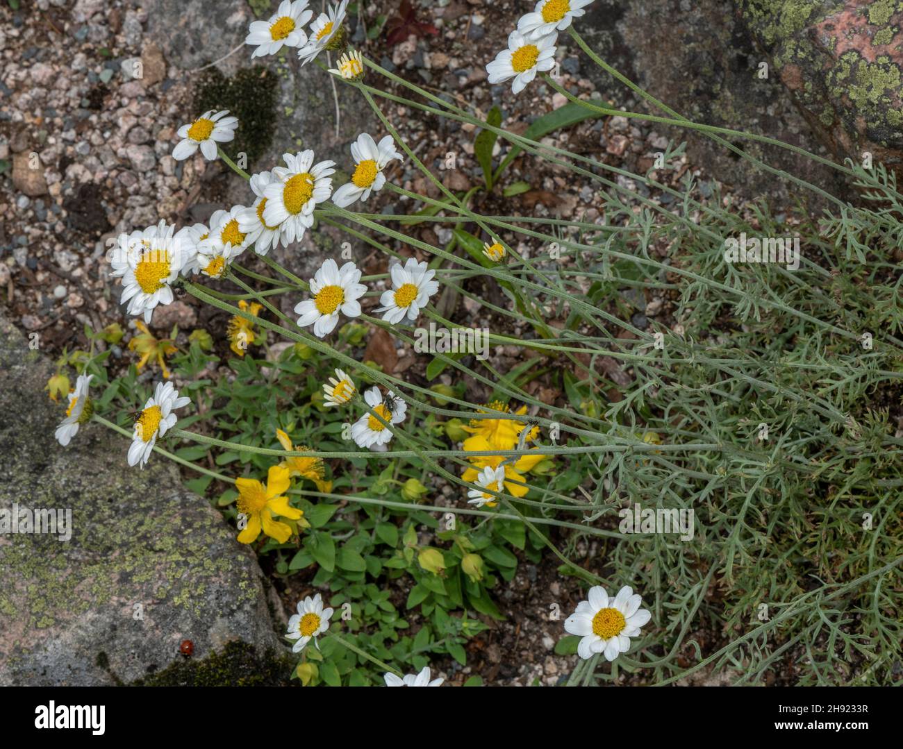 Cretan mat daisy, Anthemis cretica in flower. Stock Photo