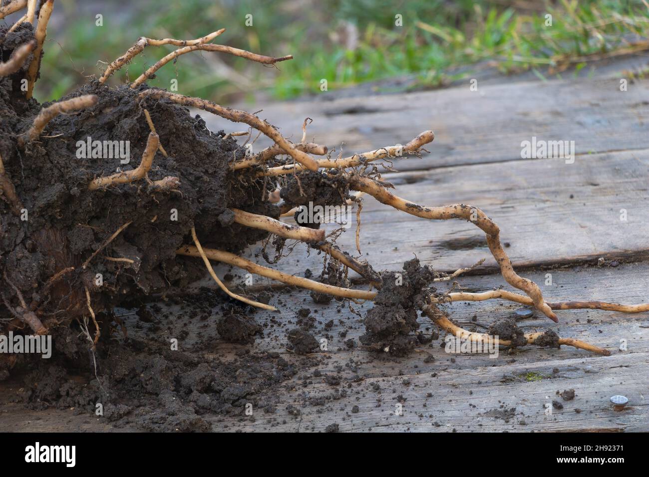 Root system of the banana plant on wooden background - In the planting process concept Stock Photo