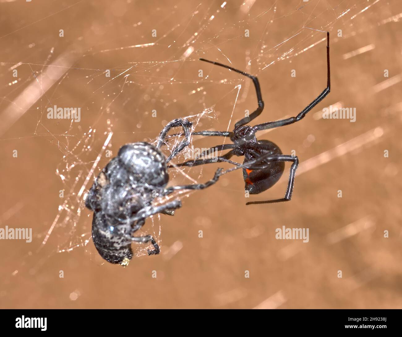 Poison Spider Images – Browse 39 Stock Photos, Vectors, and Video