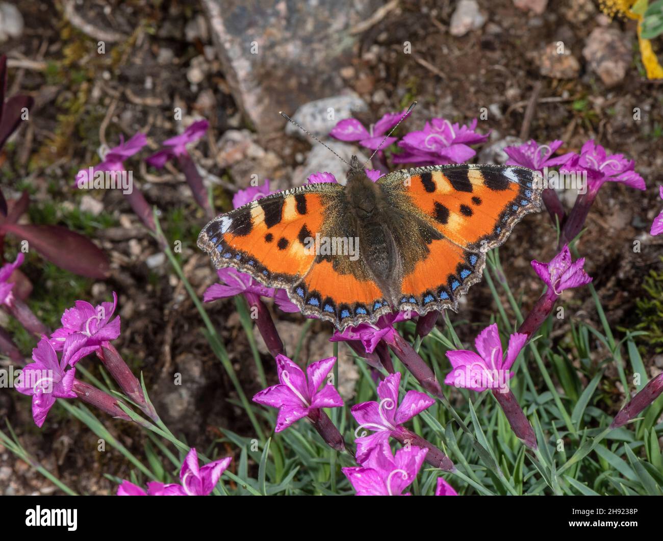 Small tortoiseshell, Aglais urticae, butterfly visiting garden flower, Dianthus gratianopolitanus 'La Bourboule'. Stock Photo