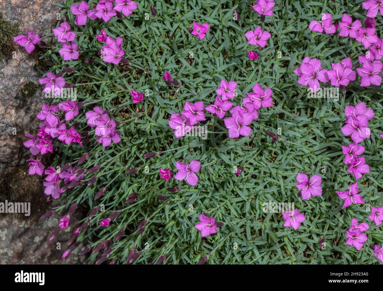 A garden variety of Cheddar Pink, Dianthus gratianopolitanus 'La Bourboule'. Stock Photo