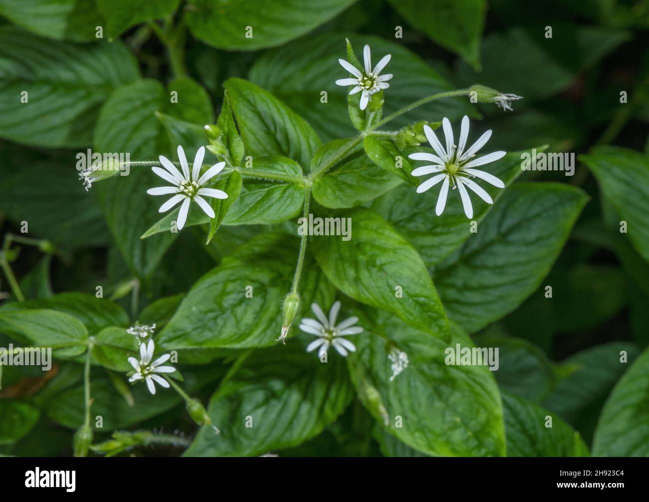 Wood stitchwort hi-res stock photography and images - Alamy