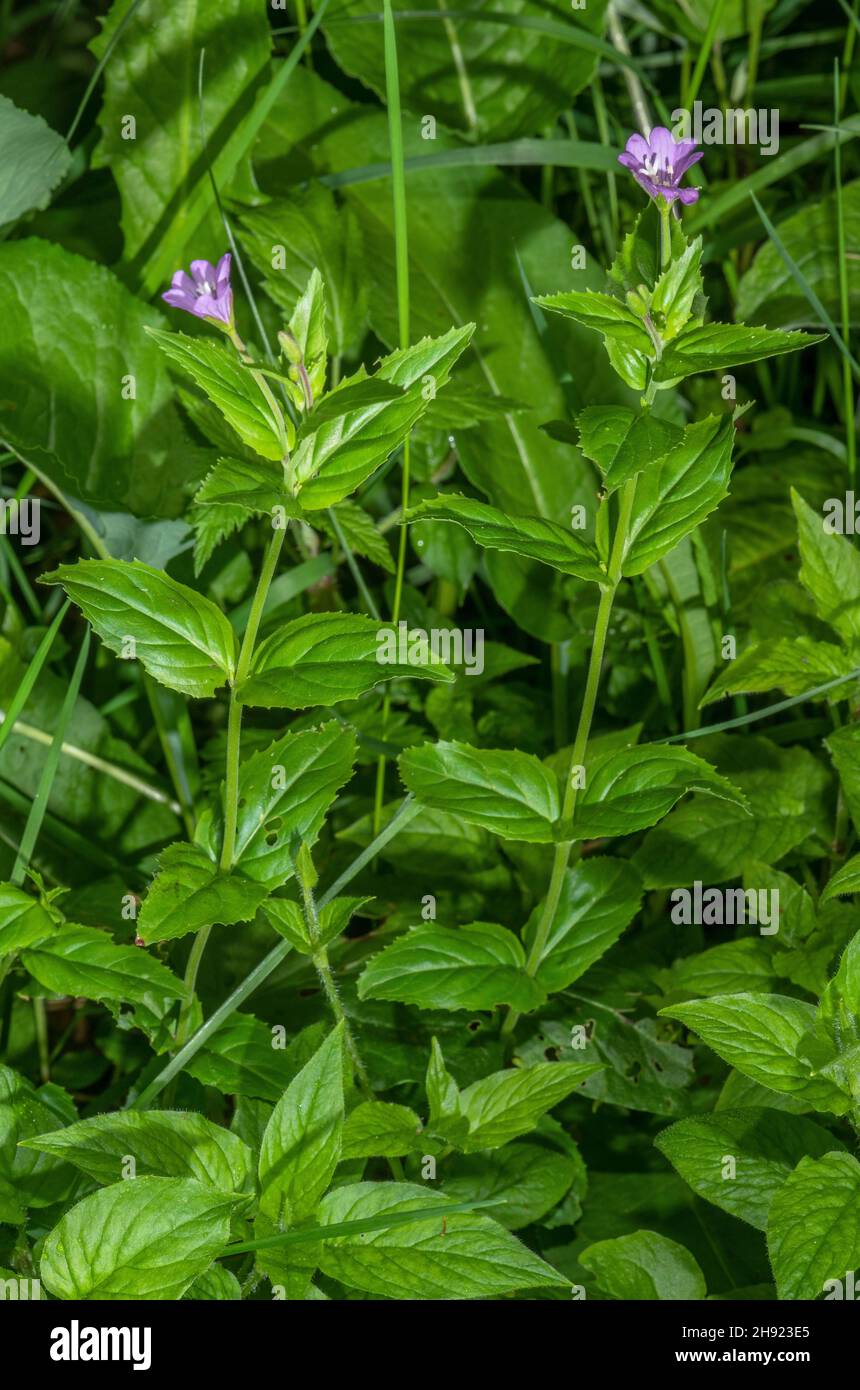 Hill Willow-herb, Epilobium collinum in flower. Stock Photo