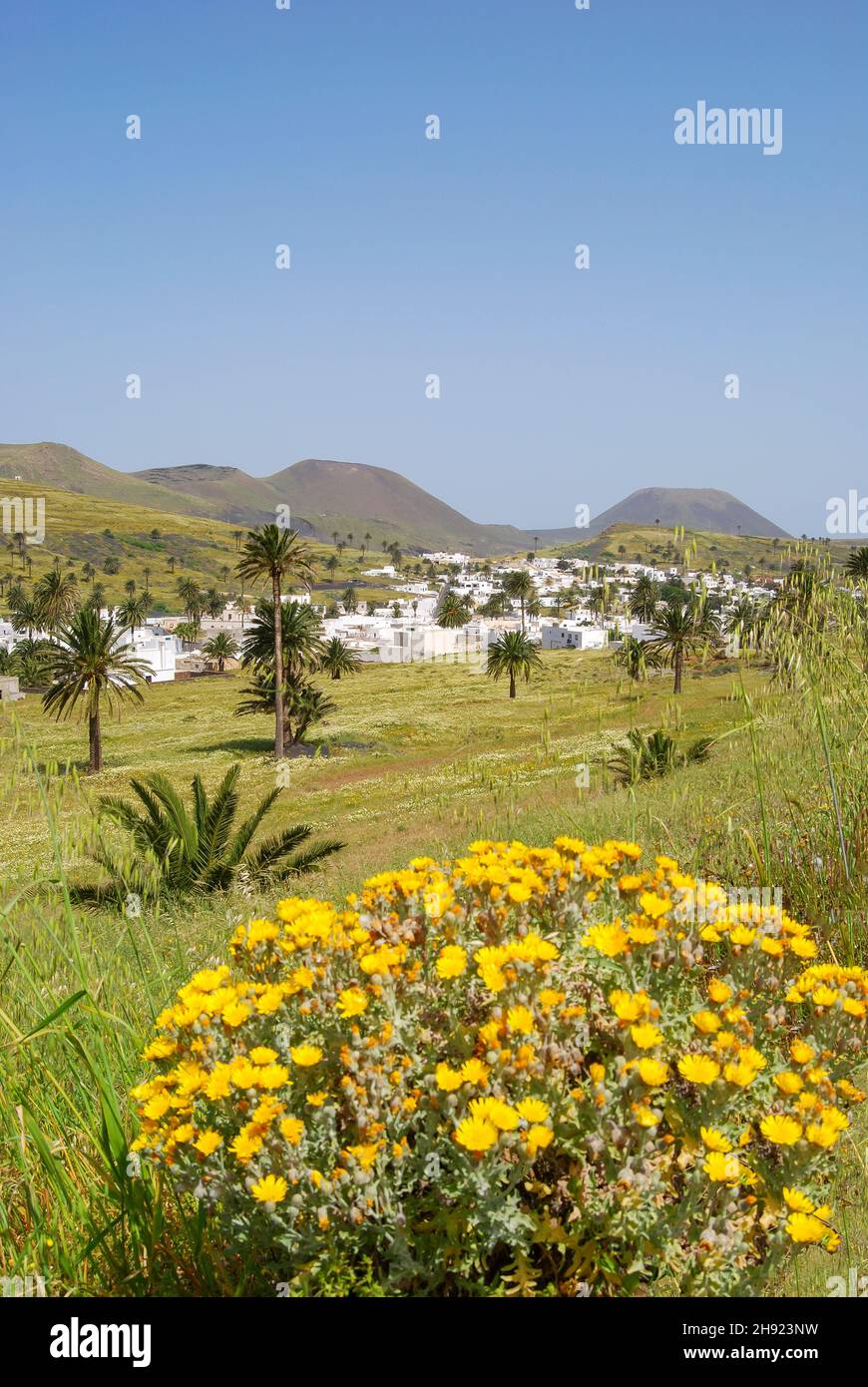 Valley of a Thousand Palms, Haria, Province of Las Palmas, Lanzarote, Canary Islands, Spain Stock Photo