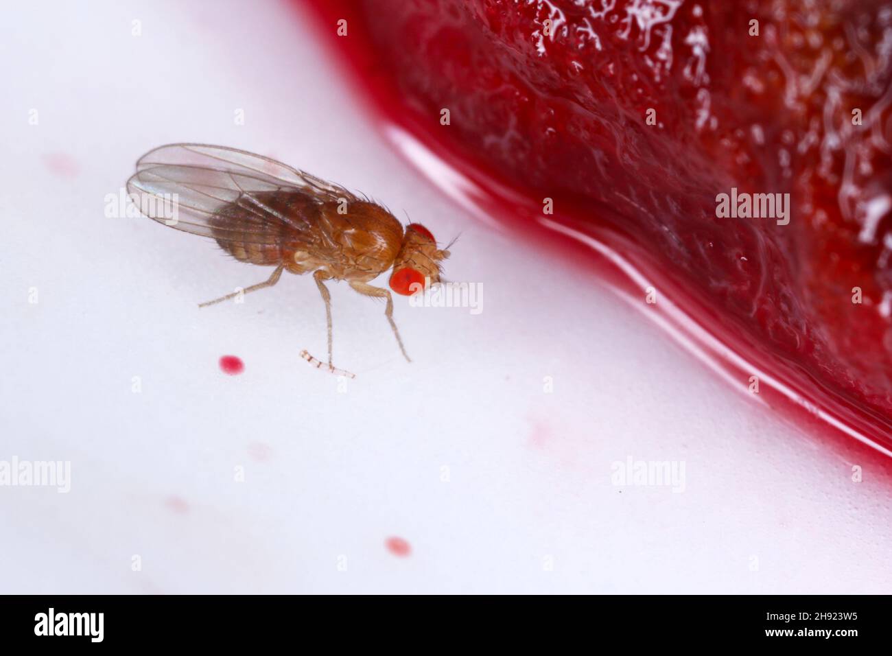 common fruit fly or vinegar fly Drosophila melanogaster is a species of fly in the family Drosophilidae. It is pest of fruits and food made from fruit Stock Photo
