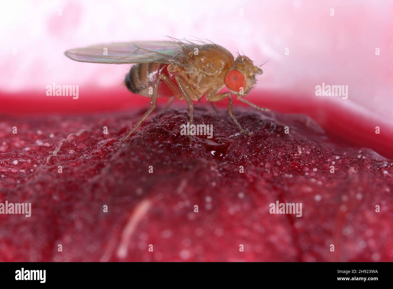common fruit fly or vinegar fly Drosophila melanogaster is a species of fly in the family Drosophilidae. It is pest of fruits and food made from fruit Stock Photo