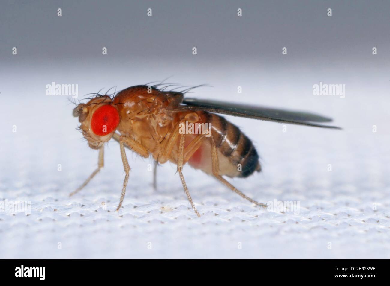 common fruit fly or vinegar fly Drosophila melanogaster is a species of