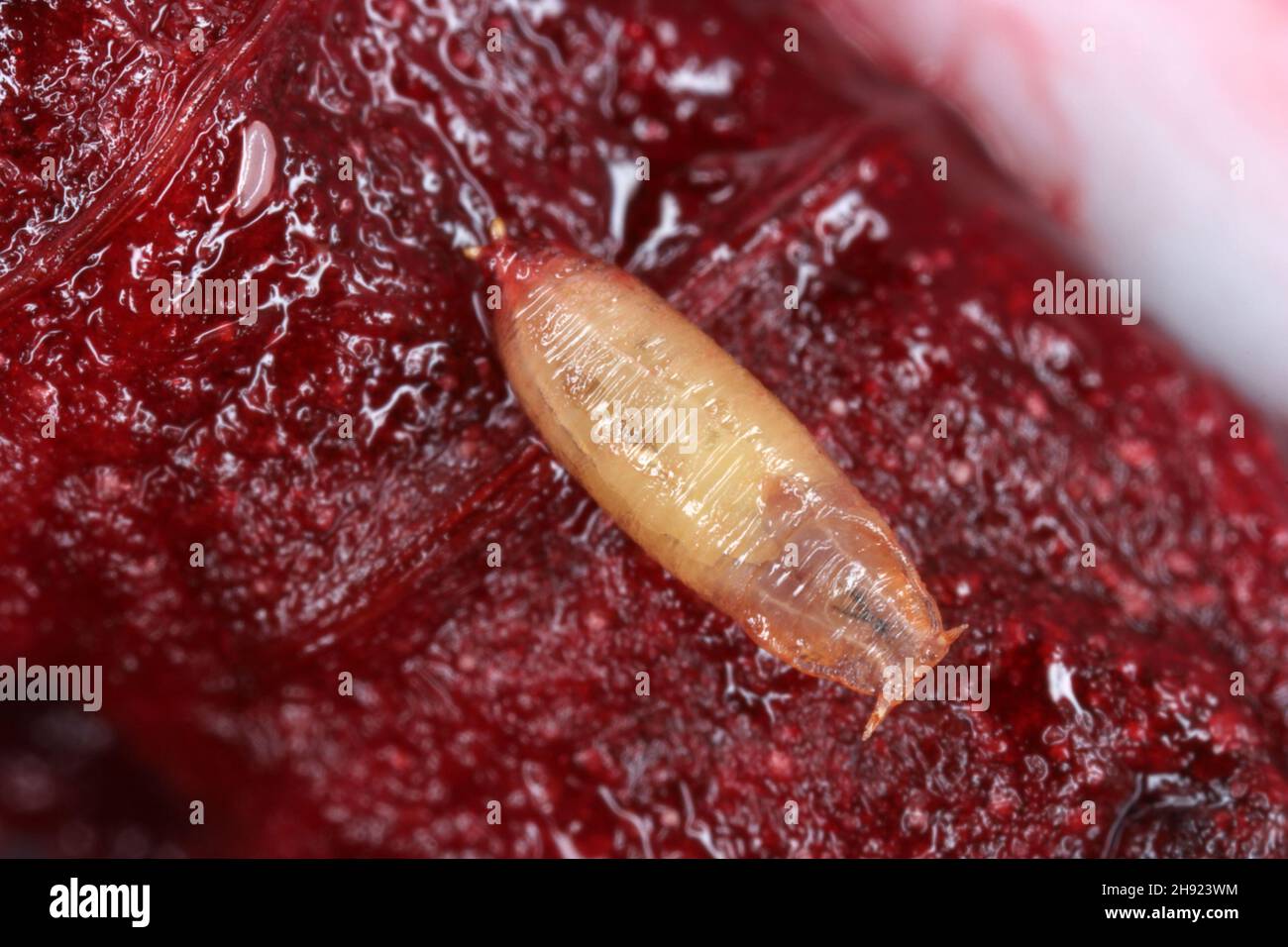 Pupae of common fruit fly or vinegar fly Drosophila melanogaster is a species of fly in the family Drosophilidae. It is pest of fruits. Stock Photo